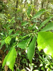 Eustigma oblongifolium