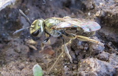 Lasioglossum zephyrus