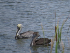 Pelecanus occidentalis