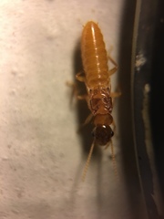 Coptotermes formosanus