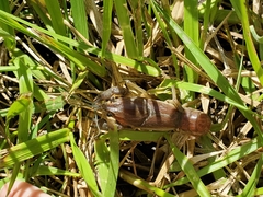 Procambarus steigmani