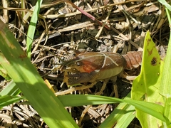 Procambarus steigmani