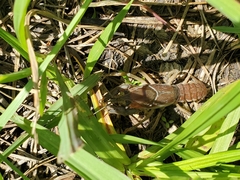 Procambarus steigmani