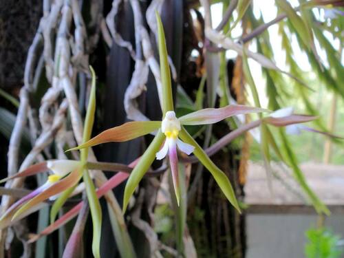 Epidendrum ixilum Hágsater, Archila & Chiron