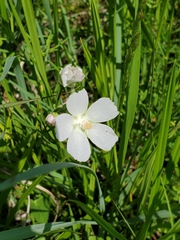 Callirhoe alcaeoides