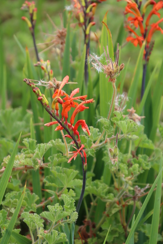 Pelargonium capitatum