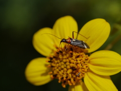 Closterocoris amoenus