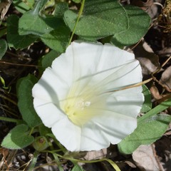 Calystegia collina