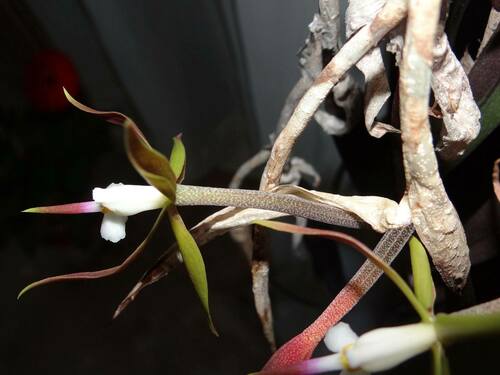 Epidendrum ixilum Hágsater, Archila & Chiron 2