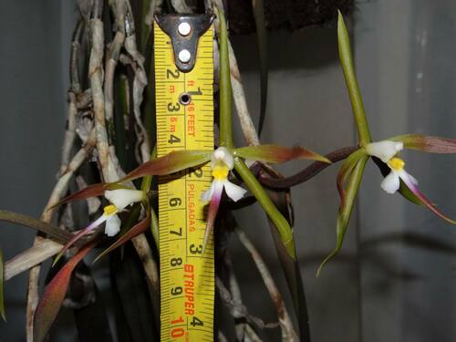 Epidendrum ixilum Hágsater, Archila & Chiron 3