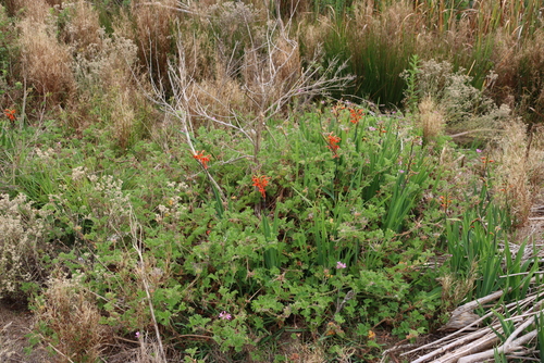 Pelargonium capitatum