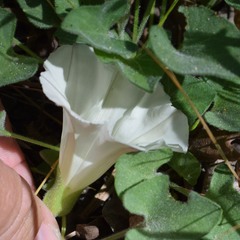 Calystegia collina