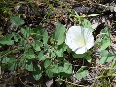 Calystegia collina