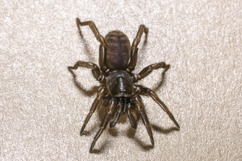 Spiroctenus Spider