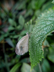 Leptosia nina