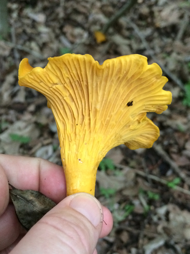 Golden Chanterelle