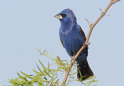 Blue Grosbeak, photo 10 of 10