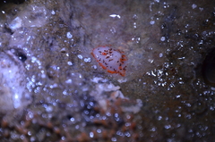 Crimora coneja