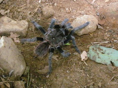 Sericopelma