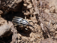 Sphenophorus aequalis