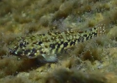 Bathygobius lineatus