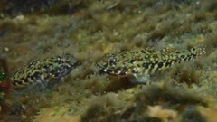 Bathygobius lineatus