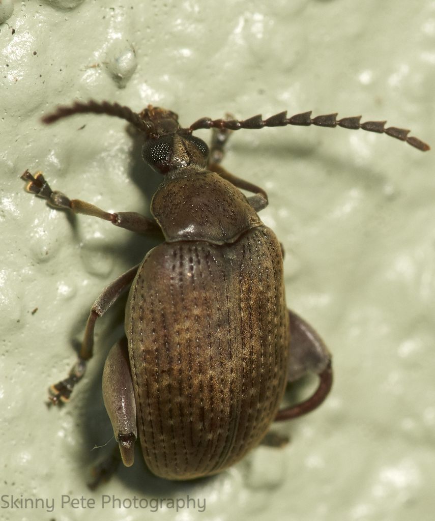 Caryobruchus