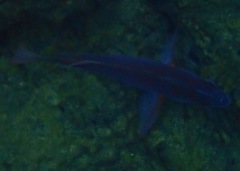 Cephalopholis colonus