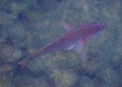 Cephalopholis colonus