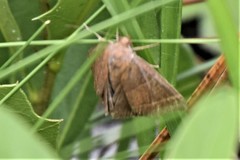 Argyrostrotis quadrifilaris