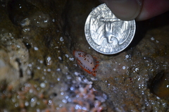 Crimora coneja