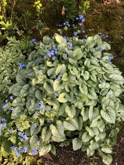 Brunnera macrophylla
