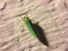 Draeculacephala inscripta