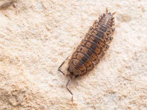 Oak Woodlouse