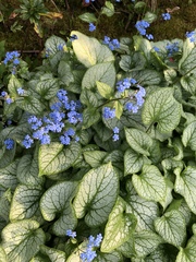 Brunnera macrophylla
