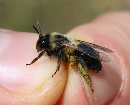Representative image of Andrena bicolorata