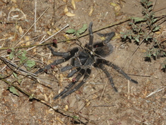 Grammostola