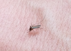 Aedes (Ochlerotatus) tormentor image