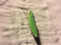 Draeculacephala inscripta