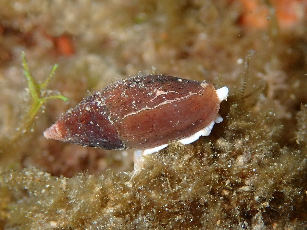 Episcomitra cornicula