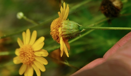 Parralena