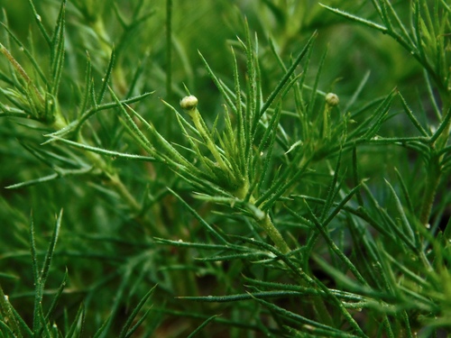 Parralena