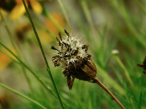 Parralena
