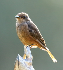 Pyrocephalus rubinus obscurus