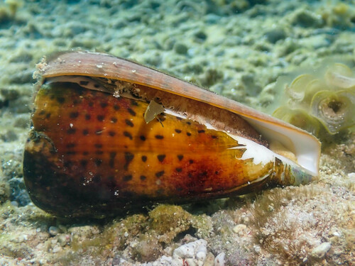 Leopard Cone