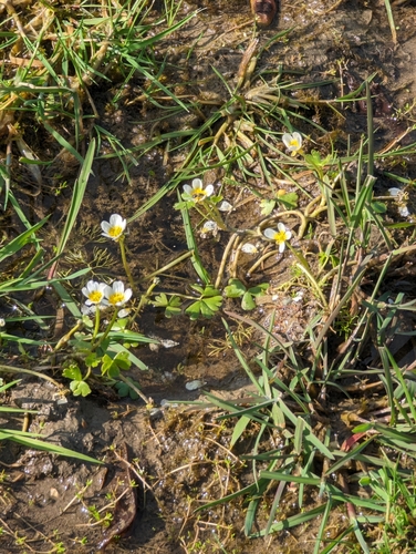 Image of Ranunculus baudotii by no rights reserved