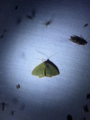 Thalera pistasciaria