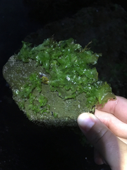 Ulva californica