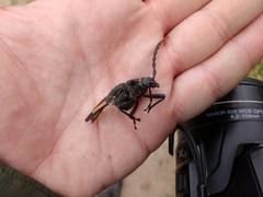 Calocomus desmarestii