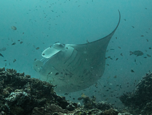 Mobula ray